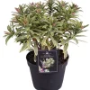 Wolfsmilch (Euphorbia 'Ascot Rainbow') D 15 H 30 cm