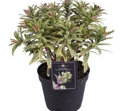 Wolfsmilch (Euphorbia 'Ascot Rainbow') D 15 H 30 cm