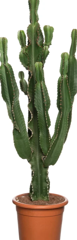 Wolfsmilch (Euphorbia erytrea) D 27 H 135 cm