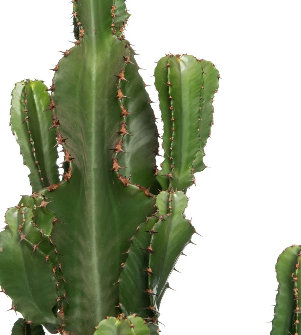 Wolfsmilch (Euphorbia erytrea) D 27 H 135 cm