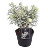 Wolfsmilch (Euphorbia 'Silverswan') D 15 H 30 cm
