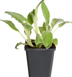 Woll-Ziest (Stachys byzantina 'Silver Carpet') D 9 H 15 cm