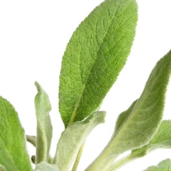 Woll-Ziest (Stachys byzantina 'Silver Carpet') D 9 H 15 cm