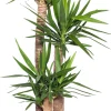 Yucca Palme (Yucca elephantipes) D 27 cm H 130 cm
