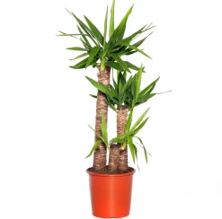 Yucca Palme (Yucca elephantipes) D 24 cm H 110 cm