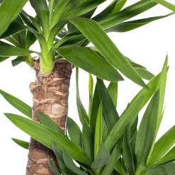 Yucca Palme (Yucca elephantipes) D 24 cm H 110 cm