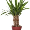 Yucca-Palme (Yucca 'Maya Tree') D 19 cm H 60 cm