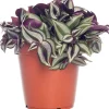 Zebrakraut (Tradescantia zebrina) D 15 H 25 cm