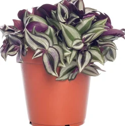 Zebrakraut (Tradescantia zebrina) D 15 H 25 cm