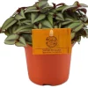 Zebrakraut (Tradescantia zebrina 'Purpusii') D 10,5 H 15 cm
