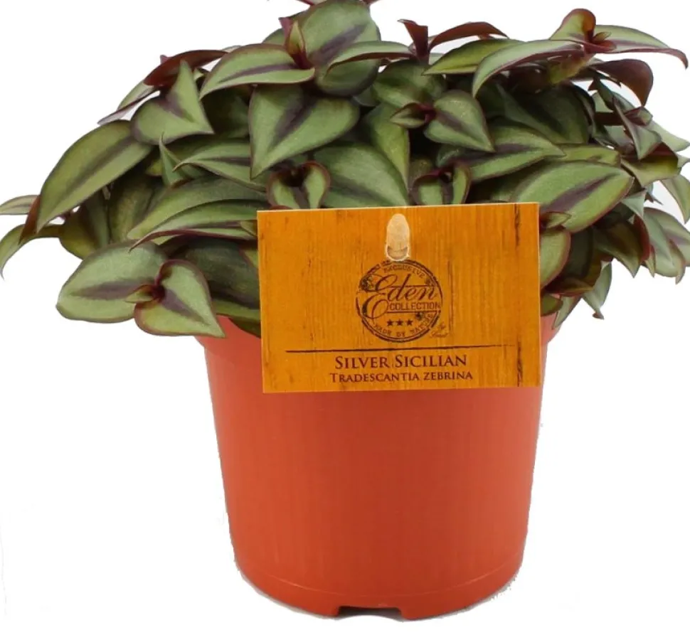 Zebrakraut (Tradescantia zebrina 'Purpusii') D 10,5 H 15 cm