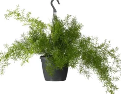 Zierspargel im Hängetopf  (Asparagus densiflorus 'Sprengeri') D 19 H 50 cm