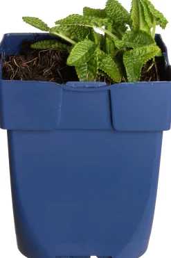 Ziest (Stachys Monnieri 'Hummelo')