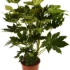 Zimmeraralie (Fatsia japonica) D 27 H 150 cm