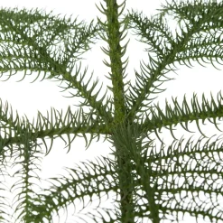 Zimmertanne (Araucaria heterophylla) D 21 H 80 cm