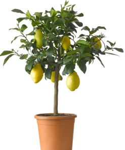 Zitronenbaum (Citrus 'Lemon') D 26 H 130 cm
