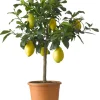 Zitronenbaum (Citrus sinensis 'Limone') D 20 H 60 cm
