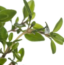 Zitronen-Thymian (Thymus Citriodorus 'Aureus') D 11 cm