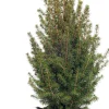 Zuckerhutfichte (Picea glauca 'Conica') D 27 H 75 cm