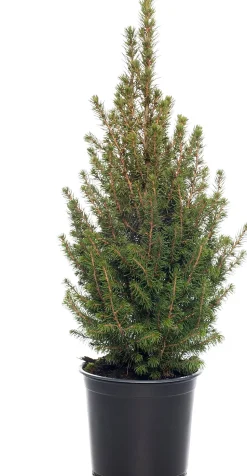 Zuckerhutfichte (Picea glauca 'Conica') D 27 H 75 cm