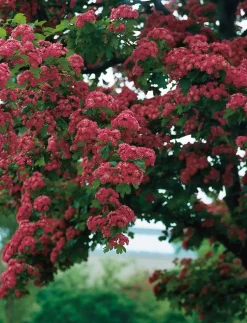 Zweigriffeliger Weißdorn (Crataegus laevigata 'Paul's Scarlet') D 32 H 175 cm