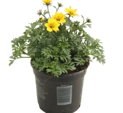 Zweizahn (Bidens) D 10,5 H 20 cm