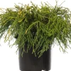 Zwerg-Fadenzypresse (Chamaecyparis pisifera 'Sungold') D 17 H 20 cm