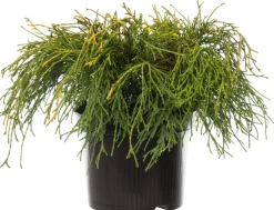 Zwerg-Fadenzypresse (Chamaecyparis pisifera 'Sungold') D 17 H 20 cm