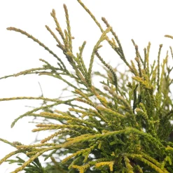 Zwerg-Fadenzypresse (Chamaecyparis pisifera 'Sungold') D 17 H 20 cm