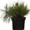 Zwergkiefer (Pinus mugo 'Pumilio') D 17 H 15 cm