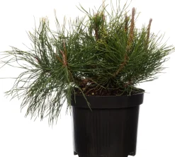 Zwergkiefer (Pinus mugo 'Pumilio') D 17 H 15 cm