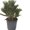 Zwergpalme (Chamaerops humilis 'Compacta') D 22 H 60 cm