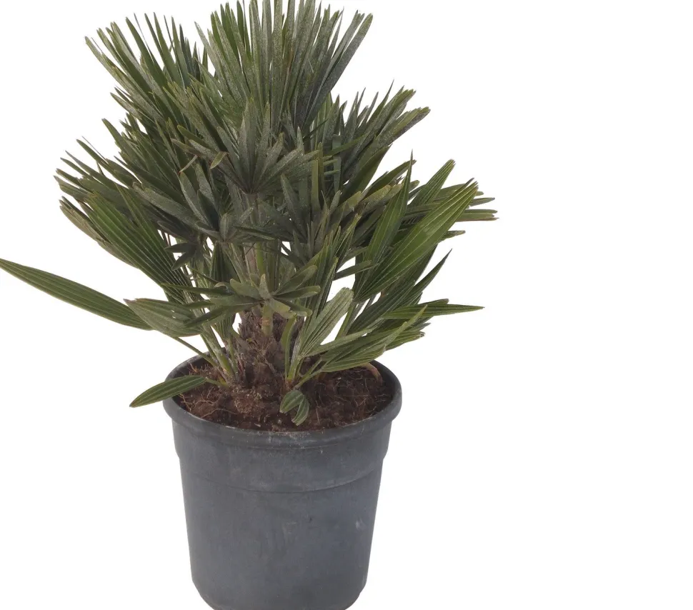 Zwergpalme (Chamaerops humilis 'Compacta') D 22 H 60 cm