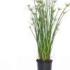 Zwergpapyrus (Cyperus haspan) D 12 cm H 50 cm