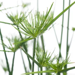 Zwergpapyrus (Cyperus haspan) D 12 cm H 50 cm