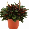 Zwergpfeffer (Peperomia caperata 'Rosso') D 12 H 20 cm