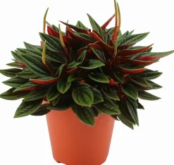 Zwergpfeffer (Peperomia caperata 'Rosso') D 12 H 20 cm