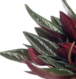 Zwergpfeffer (Peperomia caperata 'Rosso') D 12 H 20 cm