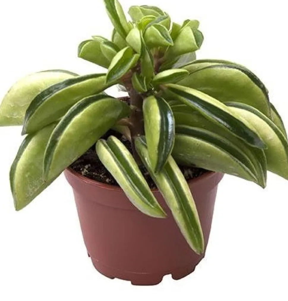 Zwergpfeffer (Peperomia 'Firesparks') D 6 H 15 cm