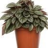 Zwergpfeffer (Peperomia 'Napoli Night') D 12 H 15 cm