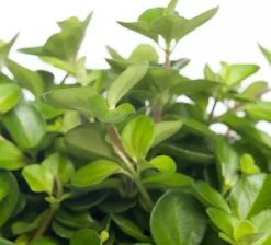 Zwergpfeffer (Peperomia rotundifolia) D 12 cm H 15 cm