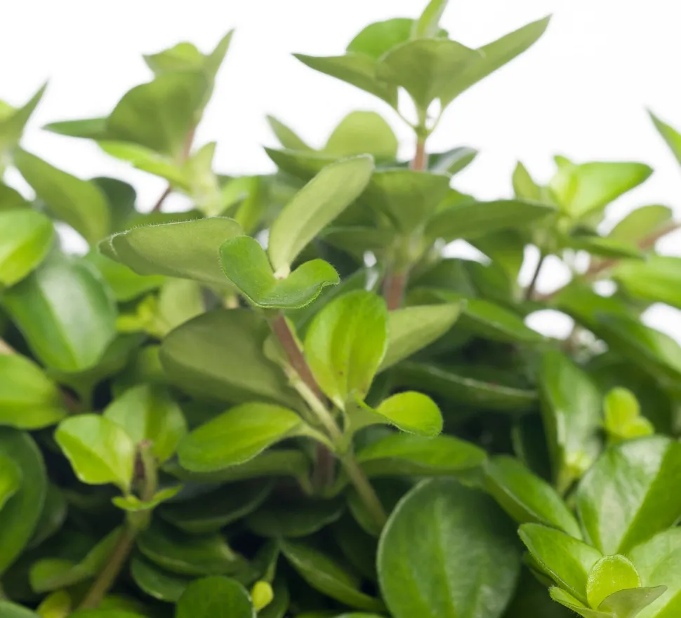 Zwergpfeffer (Peperomia rotundifolia) D 12 cm H 15 cm