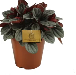 Zwergpfeffer (Peperomia 'Sunrise') D 15 H 25 cm