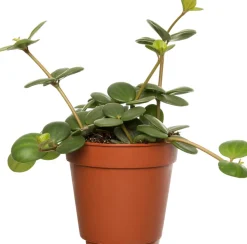Zwergpfeffer (Peperomia tetraphylla 'Hope') D 12 H 15 cm