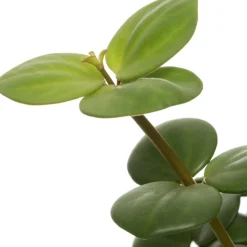 Zwergpfeffer (Peperomia tetraphylla 'Hope') D 12 H 15 cm