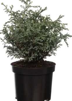 Zwerg-Scheinzypresse (Chamaecyparis pisifera 'Baby Blue') D 17 H 20 cm
