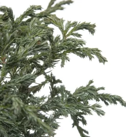 Zwerg-Scheinzypresse (Chamaecyparis pisifera 'Baby Blue') D 17 H 20 cm