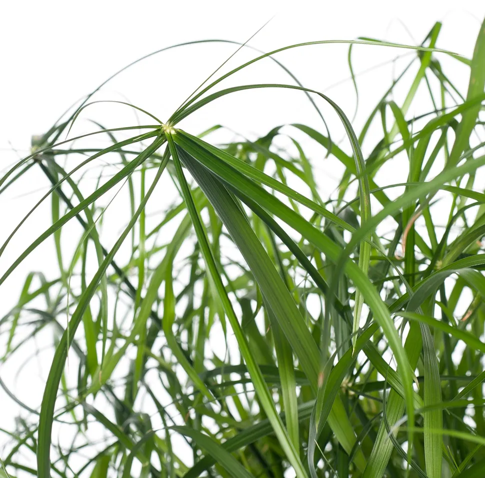 Zypergras (Cyperus alternifolius) D 21 cm H 80 cm